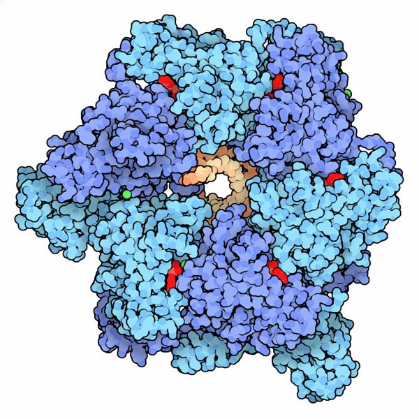 DNA Helicase