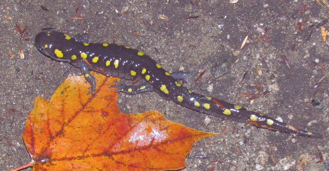 Yellow Spotted Salamander