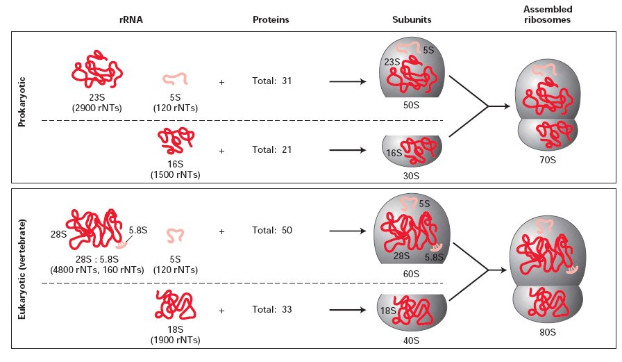 70s and 80s ribosome shape